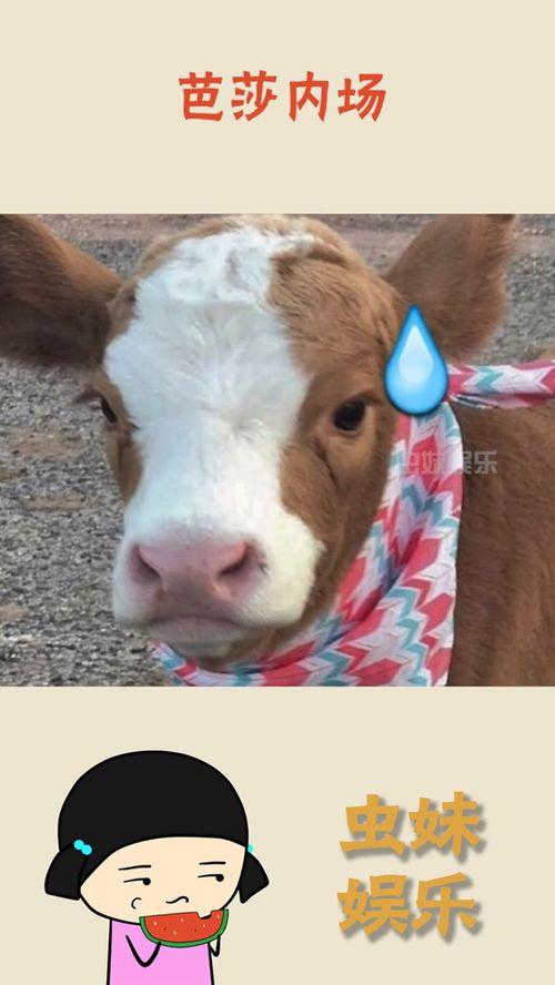 抖音传奇吃瓜,揭秘网红背后的故事