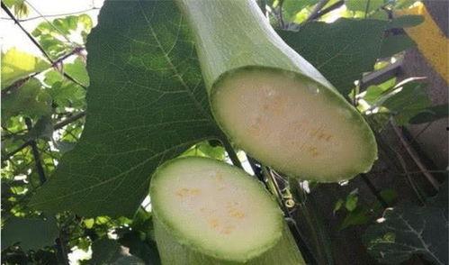 尾巴吃瓜,揭秘动物界的趣味食趣