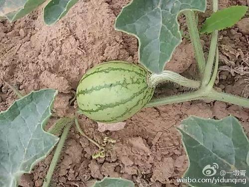 尾巴吃瓜,揭秘动物界的趣味食趣