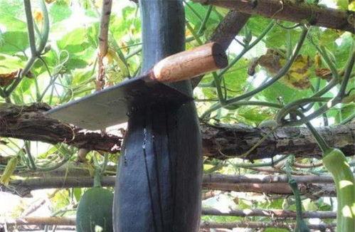 尾巴吃瓜,揭秘动物界的趣味食趣