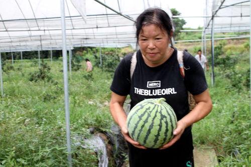 朗瓜怎么吃,解锁美味新体验