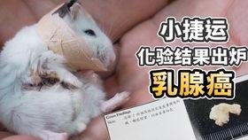 老鼠吃不吃哈密瓜,揭秘老鼠的饮食习惯