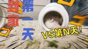 老鼠吃不吃哈密瓜,揭秘老鼠的饮食习惯