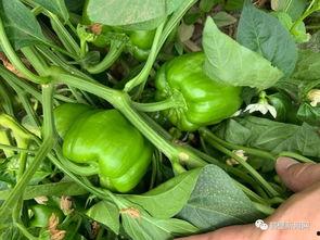 鹤壁吃瓜事件,网络舆论的风暴与反思