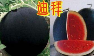 炫富吃瓜,揭秘娱乐圈的奢华生活与八卦风云