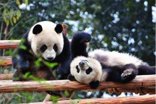 带你吃瓜平头哥与熊猫,一场跨界美食之旅