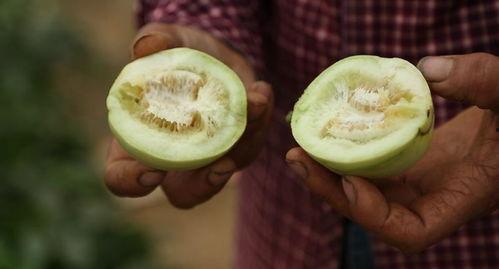 缅甸直播吃瓜,一场别开生面的网络盛宴