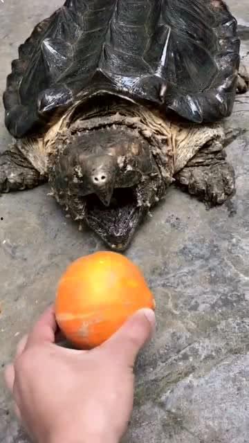 乌龟吃瓜速度视频,慢动作中的趣味瞬间