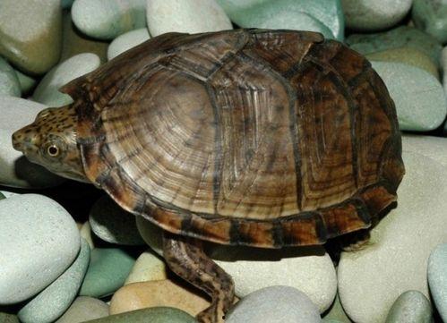 乌龟吃瓜速度视频,慢动作中的趣味瞬间