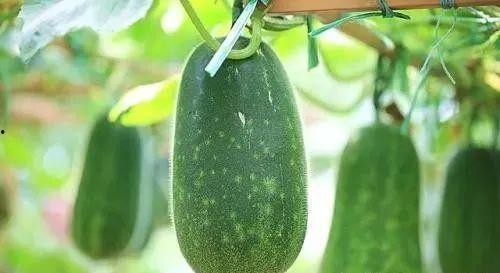 吃瓜小熊芽,揭秘瓜界萌宠的甜蜜生活