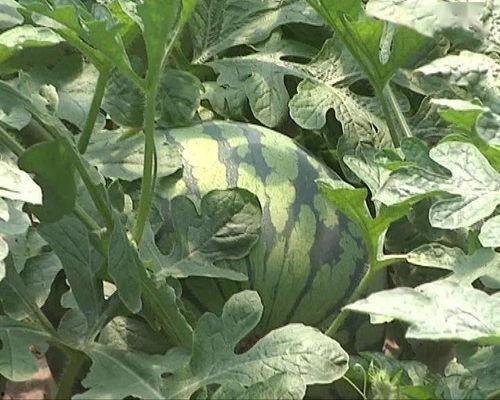 吃瓜的高端说法,揭秘高端吃瓜艺术的魅力与奥秘