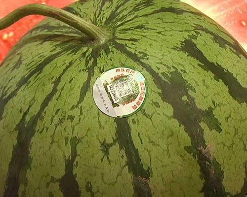 吃瓜的高端说法,揭秘高端吃瓜艺术的魅力与奥秘