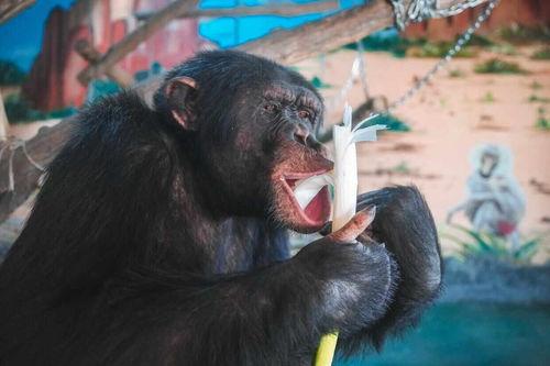 女子吃瓜变成猩猩,竟变身成为猩猩之谜