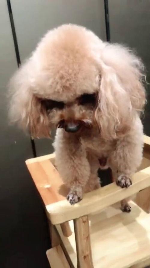 泰迪吃瓜好吗,吃瓜大揭秘