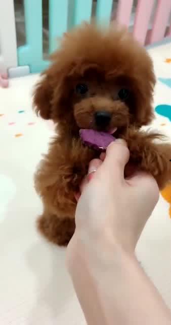 泰迪吃瓜好吗,吃瓜大揭秘