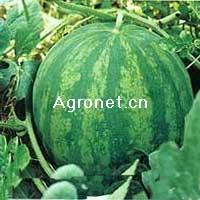 高质量吃瓜头像,揭秘高质量吃瓜头像背后的魅力