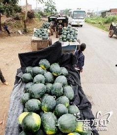 垣曲县吃瓜事件,一场引发社会关注的网络风波揭秘