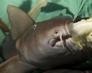 鲨鱼吃瓜资源,探寻海洋霸主的不解之缘