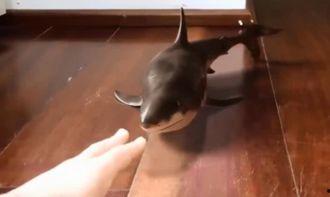 鲨鱼吃瓜资源,探寻海洋霸主的不解之缘