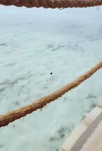 吃瓜马蜂窝,吃瓜群众眼中的旅游平台风云录