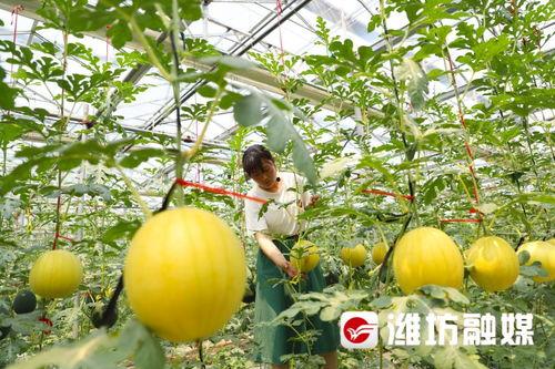 潍坊吃瓜最新,揭秘当地特色美食背后的故事