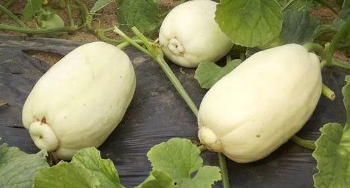 潍坊吃瓜最新,揭秘当地特色美食背后的故事