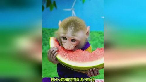 吃瓜的猴猴,揭秘娱乐圈的幕后故事