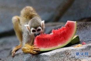 吃瓜的猴猴,揭秘娱乐圈的幕后故事