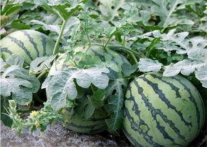 吃瓜谁赔了55万,赔偿55万引发社会热议