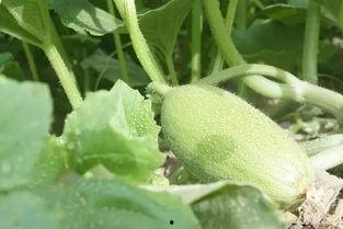 新疆免费吃瓜地址,探索新疆特色瓜果胜地