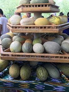 新疆免费吃瓜地址,探索新疆特色瓜果胜地