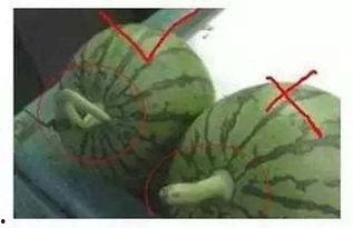 广西石瓜怎么吃