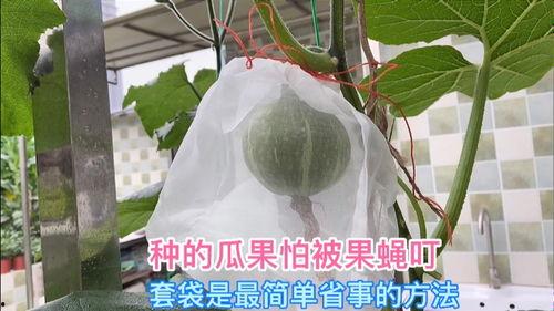 瓜老是被果蝇吃,自然界的奇妙循环