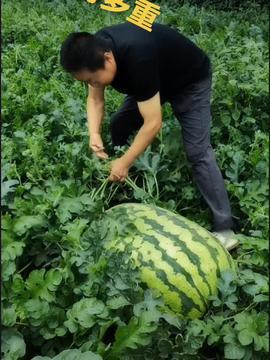 吃瓜带飞,揭秘娱乐圈幕后故事