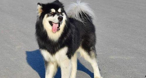 偷瓜吃的狗狗,一场田园生活的欢乐交响曲