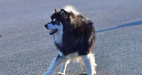 偷瓜吃的狗狗,一场田园生活的欢乐交响曲