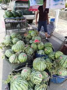 陇南的吃瓜事件,一场引发热议的乡村奇闻