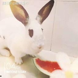 吃瓜的兔子小姐,吃瓜兔子小姐的趣味生活点滴