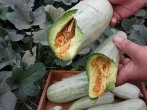 梦见自己吃野瓜,揭秘梦中吃野瓜的神秘寓意