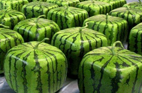 全学校吃瓜,揭秘全学校的热辣八卦风云