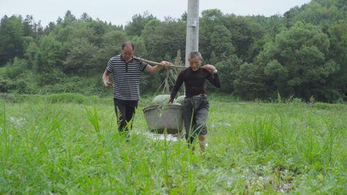 吃瓜艺术乡,探寻乡村美食与文化的独特魅力