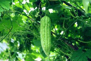 天天活在吃瓜,揭秘娱乐圈那些事儿