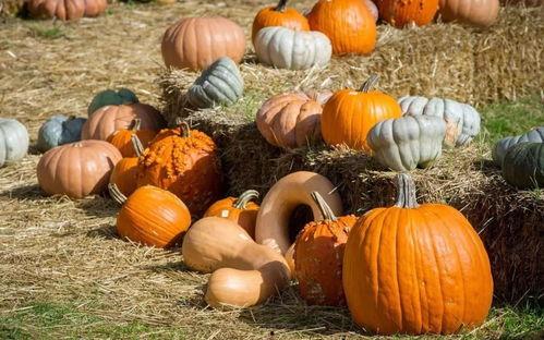 遛鸟吃瓜,吃瓜乐享生活时光