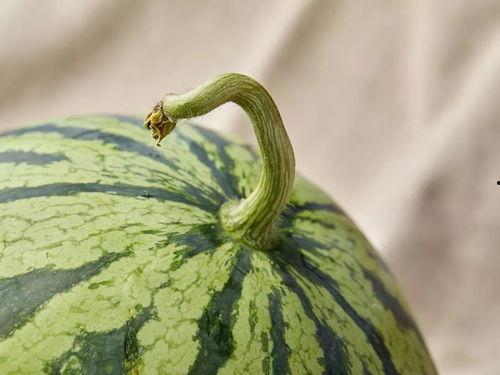 遛鸟吃瓜,吃瓜乐享生活时光