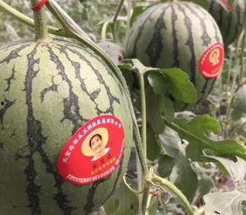 保定满城吃瓜事件