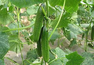 小阳同学带你吃瓜,揭秘娱乐圈那些事儿