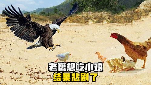 老鹰吃小鸡瓜,自然法则下的生存智慧