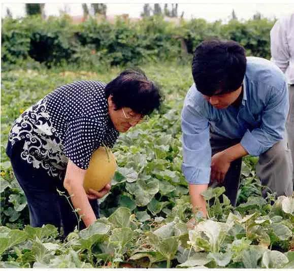 农村吃瓜女子,农村吃瓜女子的生活点滴