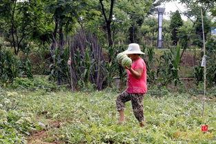 农村吃瓜女子,农村吃瓜女子的生活点滴