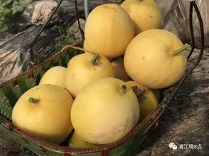 厦门吃瓜行动,揭秘城市美食背后的故事